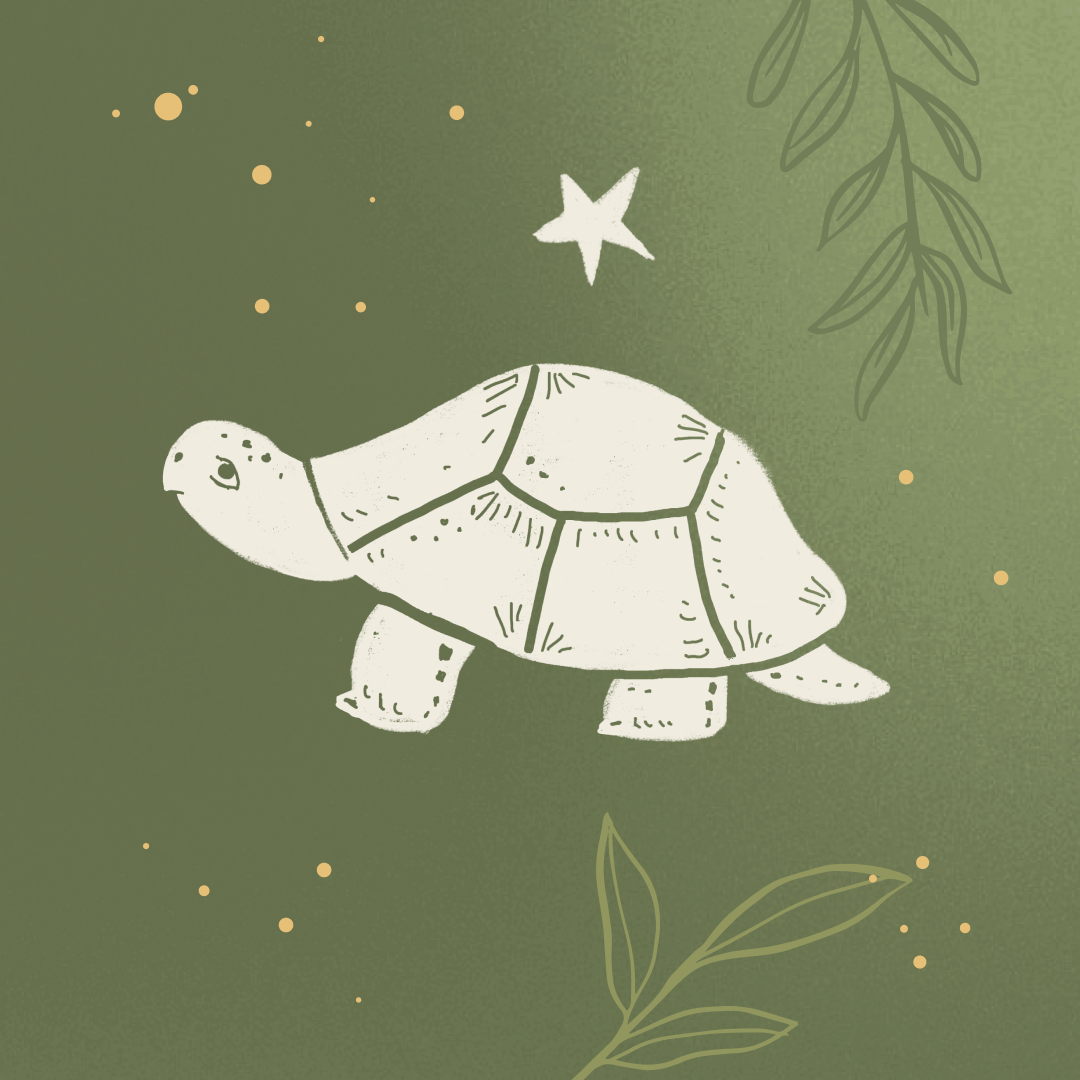 Tortoise Spirit Animal Meaning: Patience, Longevity and Inner Wisdom